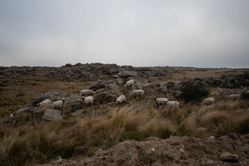Flock of sheep among the rocks on a mountain, daytime, rocks, no people