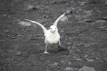Seagull on a Gravel Ground in Iceland in Scandinavia
