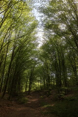 Fototapeta na wymiar a forest with the sun shining through the trees.