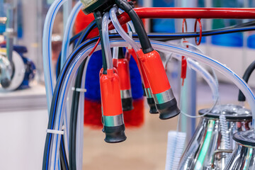 Red teat cups of automated cow milking suction machine at cattle dairy farm, exhibition, trade show: close up. Farming, automated technology equipment, agriculture industry, animal husbandry concept