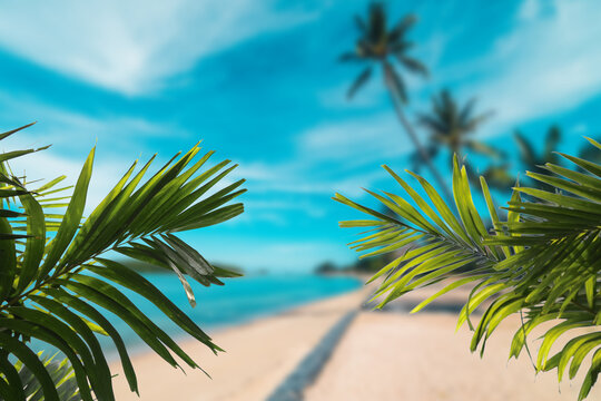 Hojas de palmeras con fondo de playa desenfocado. Fondo de verano. Plantilla de playa. Palmeras, sol y arena.