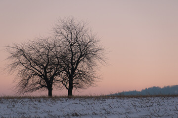 Landscape with two trees at sunset.