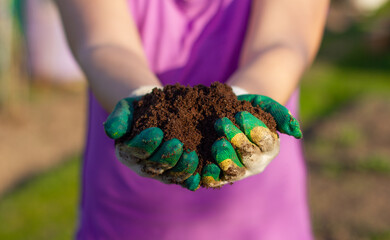 A woman holds fertile land in her hands in the rays of the setting sun. Seedling season and soil...