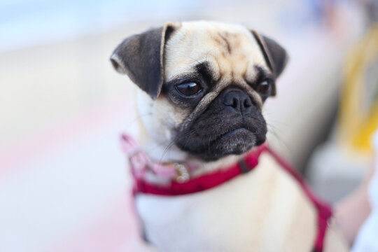 Close up view of a cute baby pug in street 