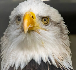 portrait of a eagle