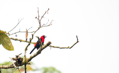 Birds in the Rainforest