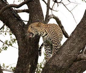 Leopard in a tree roaring.  South Africa, Kruger National Park
