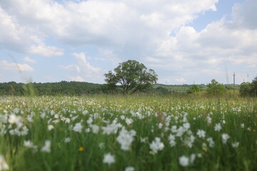 A field of flowers with a tree in the background