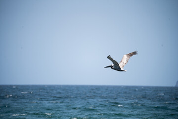 Fototapeta na wymiar Pelicano sobre volando el oceano 