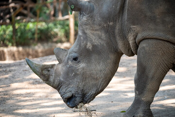 Rinoceronte de perfil alimentando 