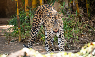 Obraz na płótnie Canvas Leopardo caminando hacia la cámara