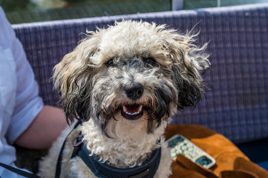 A view of a Poochon puppy on a boat on the  River Great Ouse at St Ives, Cambridgeshire in summertime