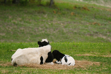 Spring season on farm in Texas with young cow and calf relaxing in field.