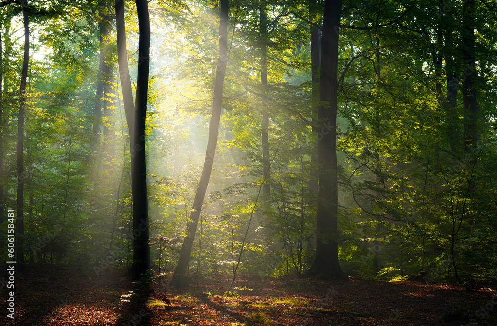 Wall mural beautiful sunny morning in green forest