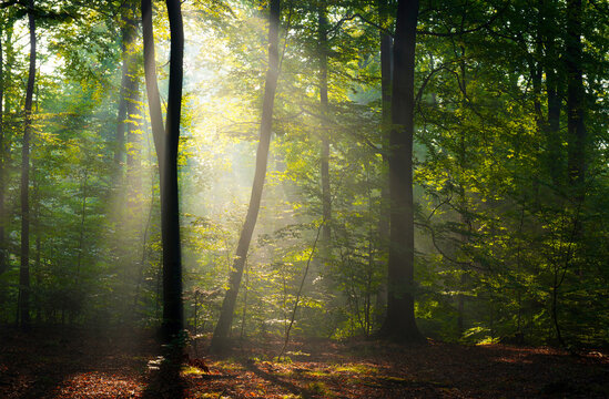 Beautiful sunny morning in green forest