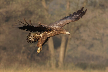 White-tailed eagles in polish national park