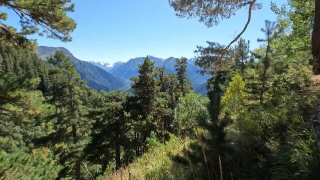 touristic tripper path in the green woods, trees and leafage