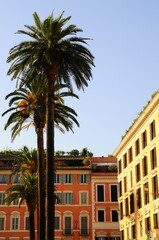 Fototapeta na wymiar Tall palm trees in the city of Rome Italy