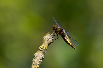 dragonfly on a branch