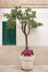 olive tree in a flowerpot and green window shutter on a italian street