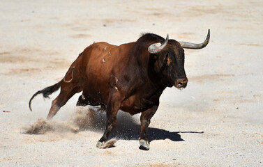 spanish strong bull with big horns in the traditional spectacle of bullfight in spain