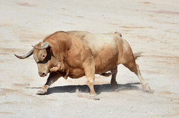 spanish bull with horns in spain