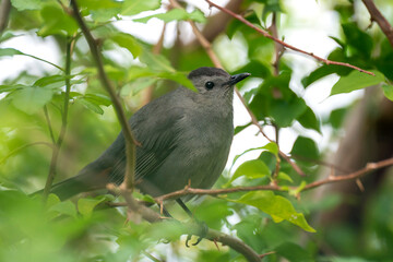 A Gray Catbird bird perched on a tree branch in summer Florida shrubs