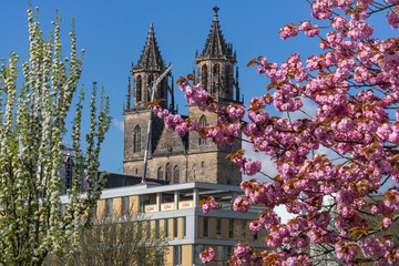 Magdeburger Dom im Frühling mit Kirschblüten - obrazy, fototapety, plakaty
