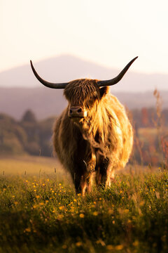 Brown Scottish Highland Cattle with long horns lies on the field in the warm light of sunset
