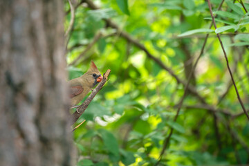 Female of northern cardinal bird (Cardinalis cardinalis) perched on a tree