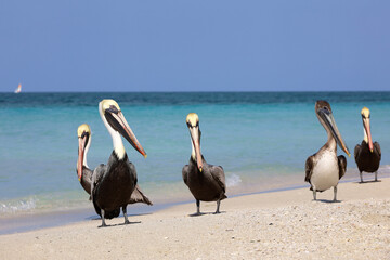 Fototapeta na wymiar Pelicans resting on the sand of the Atlantic ocean beach. Wild birds on blue waves background