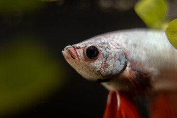 Mesmerizing Beauty: Closeup Macro Shot of Betta Fish Head