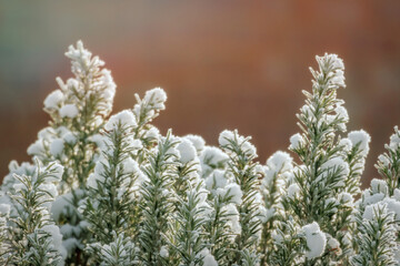 frozen buds, hoar frost covering garden plants, shallow depth of field image