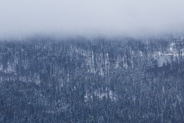 Foggy lanscape with trees on the mountain slope in winter.