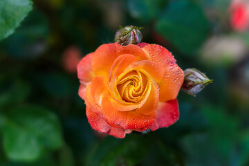 A single beautiful red rose on a dark background