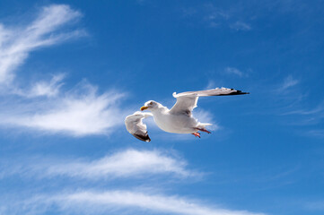 A white seagull sails in the air in the blue sky above the ocean.
