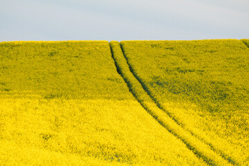 Yellow rapeseed field against blue sky background. Blooming canola flowers.