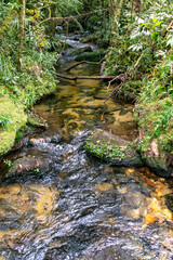 Little babbling creek in the wilderness. A stream or clean water and green foliage. Small river flowing through the trees covered with green grass with stones.