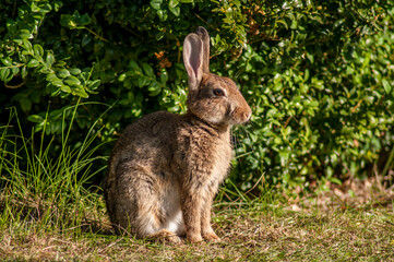 A wild rabbit in the morning in a meadow near a forest in Southern England.