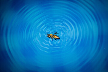 wasp creating ripples on the water