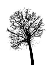 Black silhouette of a bare tree . Vector illustration