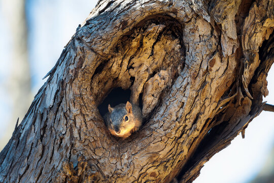 Fox squirrel in it den