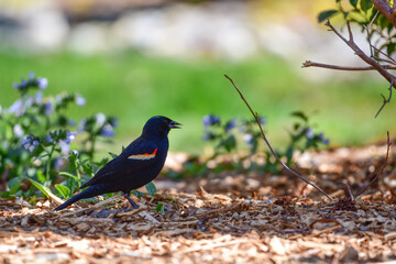 Fototapeta premium Black bird
