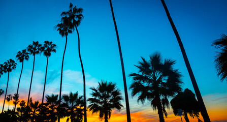 palm tree silhouettes at sunset