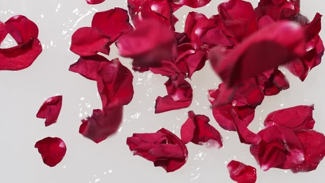 Red rose petals fall into a milk bath.