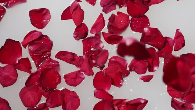 Red rose petals fall into a milk bath.