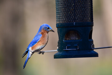 Birds from my backyard