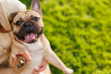 Obraz premium Portrait of adorable, happy dog of the French Bulldog breed in the park on the green grass at sunset. The girl hugs and strokes her beloved pet.