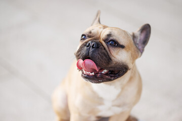 Obraz premium Portrait of adorable, happy dog of the French Bulldog breed in the park at sunset.