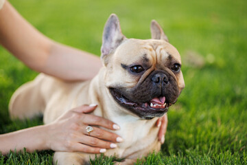 Obraz premium Portrait of adorable, happy dog of the French Bulldog breed in the park on the green grass at sunset. The girl hugs and strokes her beloved pet.